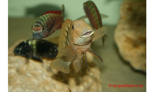 Eretmodus Bulu Point